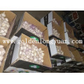 Red Garlic From Jinxiang Factory with Good Quality